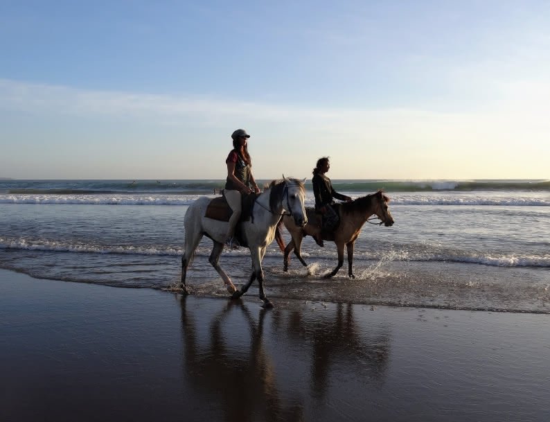 cheval sur la Plage Agadir