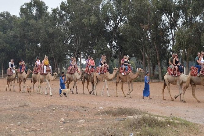 Safari en dromadaire dans les environs désertiques d'Agadir