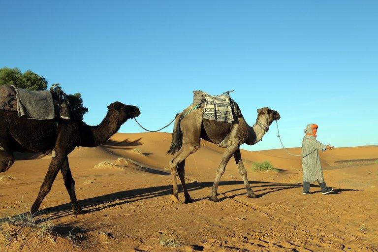 Safari en dromadaire dans les environs désertiques d'Agadir